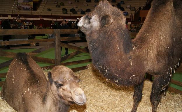 Camellos y dromedarios en El Mercado de Arroyo.
