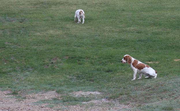Dos perros, en el parque Ribera Sur.