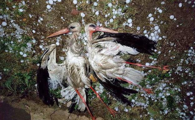El pedrisco de hace unos días derribó y mató a dos cigüeñas en Balisa, provincia de Segovia.