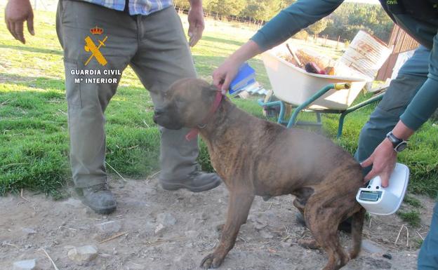 Uno de los animales investigados por la Guardia Civil.