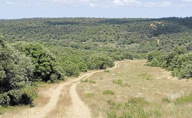 Bosque de Monte la Reina, en el término municipal de Toro (Zamora) Bosque de Monte la Reina, en el término municipal de Toro (Zamora)