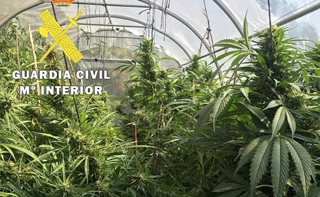 La Guardia Civil desmantela dos plantaciones de marihuana en el Valle de Tobalina