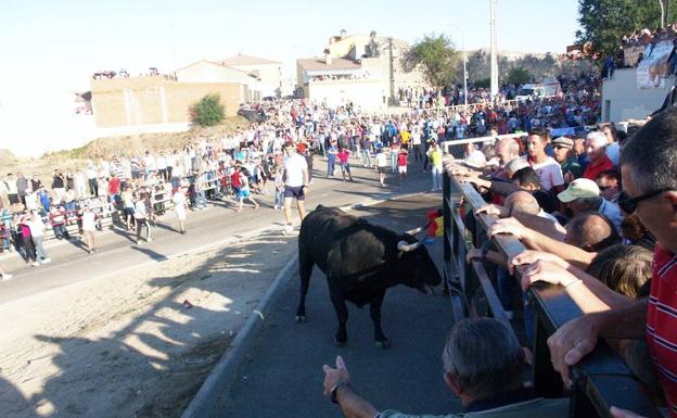 Cientos de personas acudieron al encierro, organizado con motivo de la fiesta patronal./ C.C.