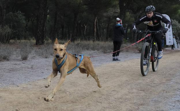 Enrique Viatela Llopis, participante en bikejoring, durante la competición /. GABRIEL VILLAMIL
