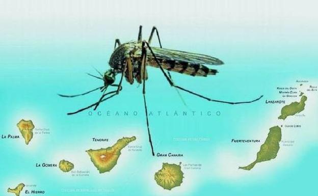 Vuelve a España el mosquito portador de las enfermedades más peligrosas