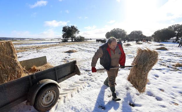 El ganadero de vacuno de carne extensivo, Ovidio García, alimenta al ganado ante las dificultades provocadas por las últimas nevadas/Miriam Chacón