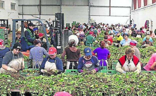 Trabajadoras de un vivero de la provincia segoviana. /M. R.