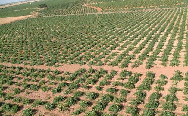 Viñedo de Castilla La-Mancha./D.O. La Mancha