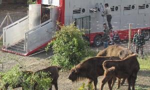 Los nuevos bisontes descienden del camión de transporte en San Cebrián de Mudá. / Nuria Estalayo/