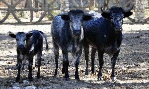 Ejemplares de chotos ya habitan en Matapozuelos. / Fran Jiménez/