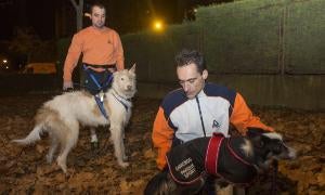 Óscar calma a su border collie, Noa. Jorge Olmedo y su podenco ibicenco Rufus, detrás/