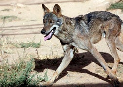 El Supremo anula los artículos del Plan del Lobo que hablan de caza al sur del Duero