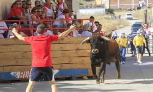 Un peñista llama a una vaquilla en un encierro de Dueñas / MERCHE DE LA FUENTE/