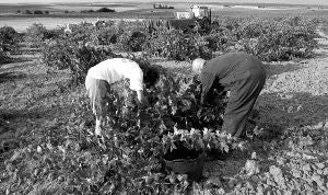 Vendimiadores, en una campaña de recolección de uva la zona de la DO de Toro. / EL NORTE/
