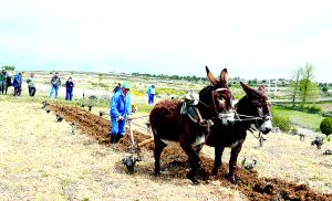 Demostración de arada tradicional con burros. / EL NORTE/