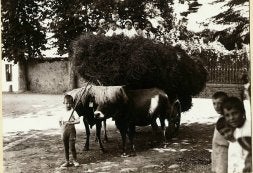 Verano de 1923. Miguel Delibes, en brazos de su padre en un carro de heno, durante una estancia en Molledo./ EL NORTE/