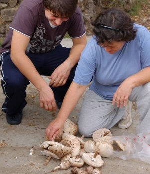 Dos buscadores de setas muestran sus ejemplares. / A. SAAVEDRA Un vecino de Hermisende selecciona sus cucurriles. / A. SAAVEDRA/