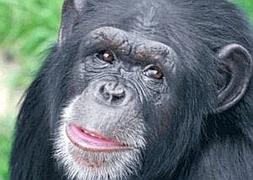 El chimpancé 'Jimmy'. :: COLPISA/