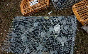 Varias palomas capturadas a través del método de la jaula trampa. El objetivo es controlar la población y evitar plagas.:: EL NORTE/