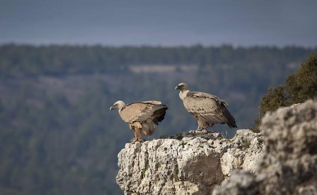 La Colonia De Buitres Leonados En El Duraton Alcanza Las 729 Parejas El Norte De Castilla