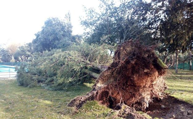 Cómo prevenir la caída de árboles en las zonas urbanas | El Norte de  Castilla