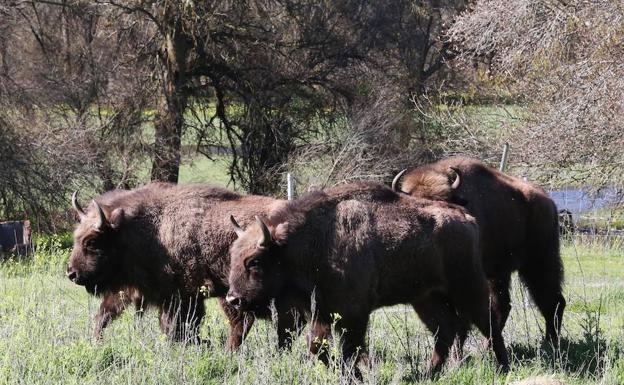 El Bisonte Regresa A Segovia Despues De Miles De Anos El Norte De Castilla