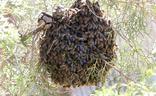 Centenares de abejas forman un enjambre en un jardín de la capital vallisoletana./Rubén Cacho-Ical