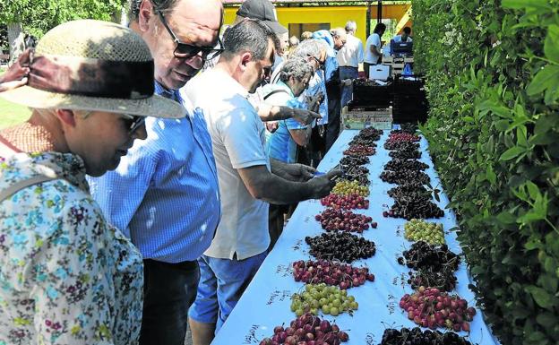 Piñel de Abajo celebra su primera feria de la cereza con medio centenar de  variedades | El Norte de Castilla