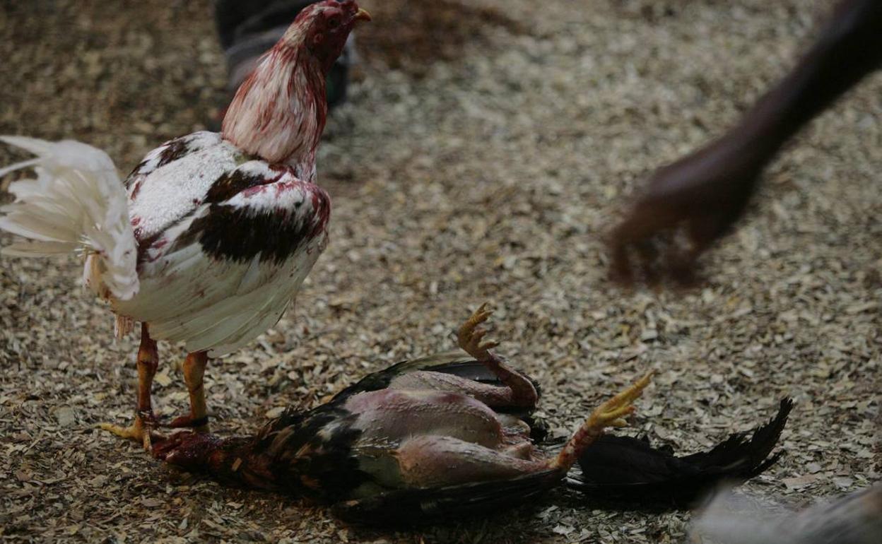 Veinte Identificados Cuando Entrenaban A Gallos De Pelea En Plena