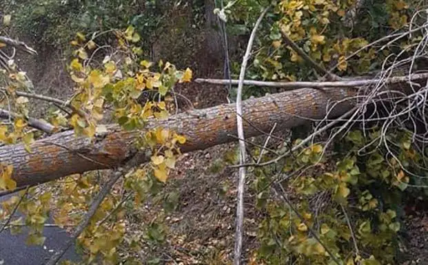 La caída de árboles por las fuertes rachas de viento deja sin luz durante  horas a varios pueblos de León | El Norte de Castilla