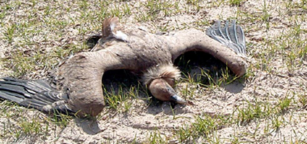 Castilla y León: La Junta cierra en el último año tres cotos de caza por la aparición de animales muertos envenenados - Vimarsana News