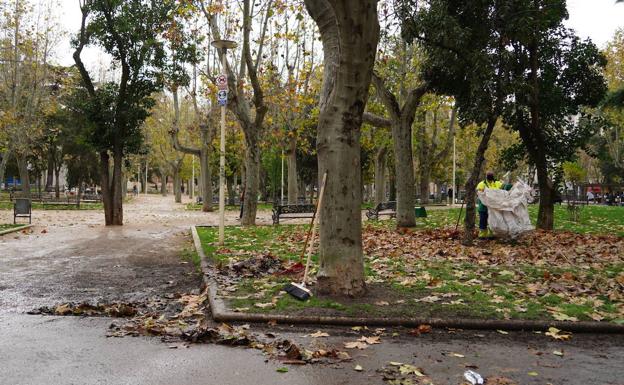 Las hojas secas caídas de los árboles se reutilizarán para aportar  nutrientes en parques y jardines de Salamanca | El Norte de Castilla