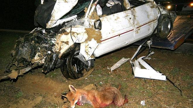 Evita Problemas Legales:  Reclamación Eficaz Tras Atropello De Animales. - n3xbefa